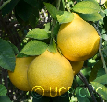 citrusotachibanapummeloxgrapefruithybridcrc3470005