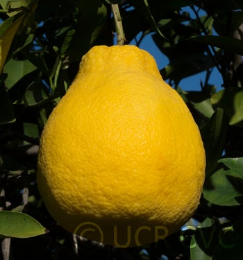 citrusotachibanapummeloxgrapefruithybridcrc3470006