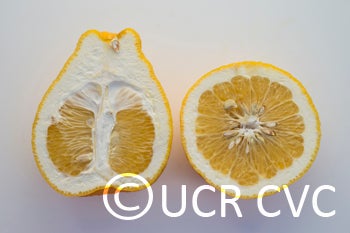 citrusotachibanapummeloxgrapefruithybridcrc3470007