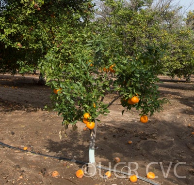 Citrus reticulata taponkanmandarincrc3812001.jpg