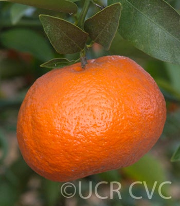 Citrus reticulata Blanco crc3813004.jpg