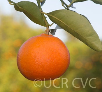 Citrus reticulata Blanco crc3813005.jpg