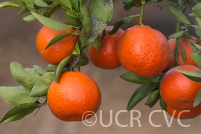 Citrus reticulata Blanco crc3813006.jpg