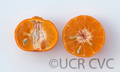 Citrus reticulata Blanco crc3813008.jpg