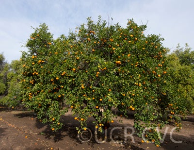 citrusyatsushiromandarincrc3466002.jpg