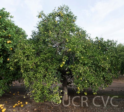 citrusyukocrc3146002.jpg