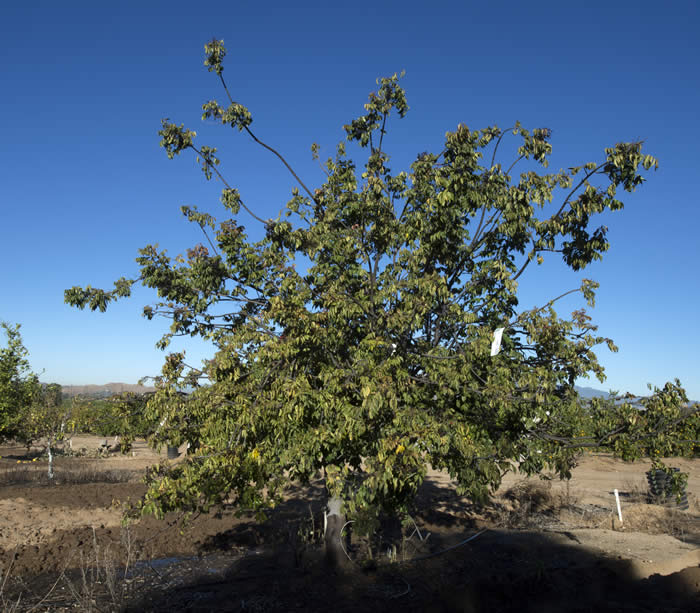 Clausena anisata | Givaudan Citrus Variety Collection at UCR