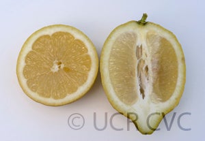 Tienerbh Ten Cate lemons