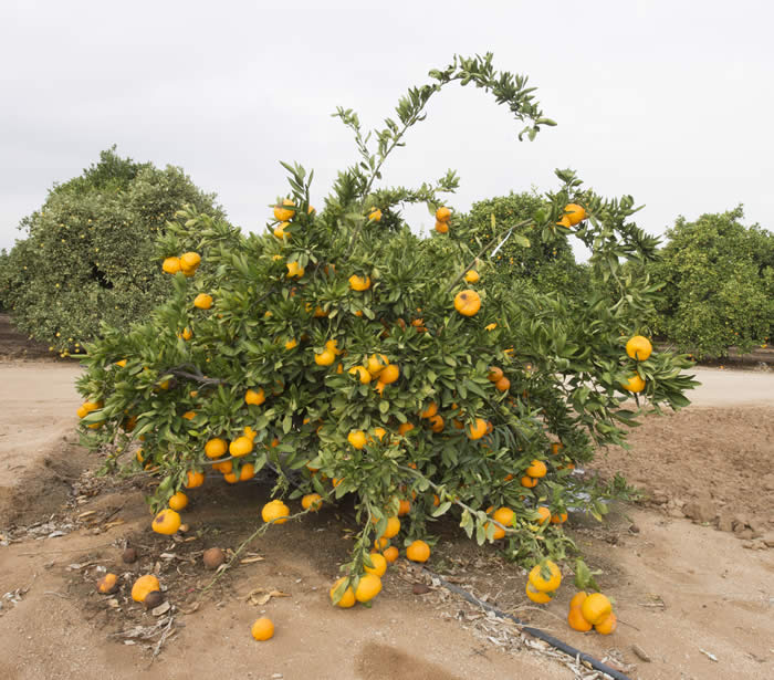 Miyagawa Mandarin Oranges Information and Facts