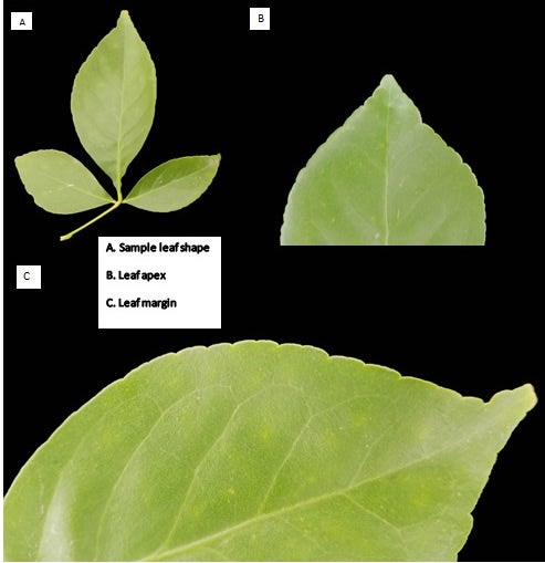 Aegle marmelos CRC3140001