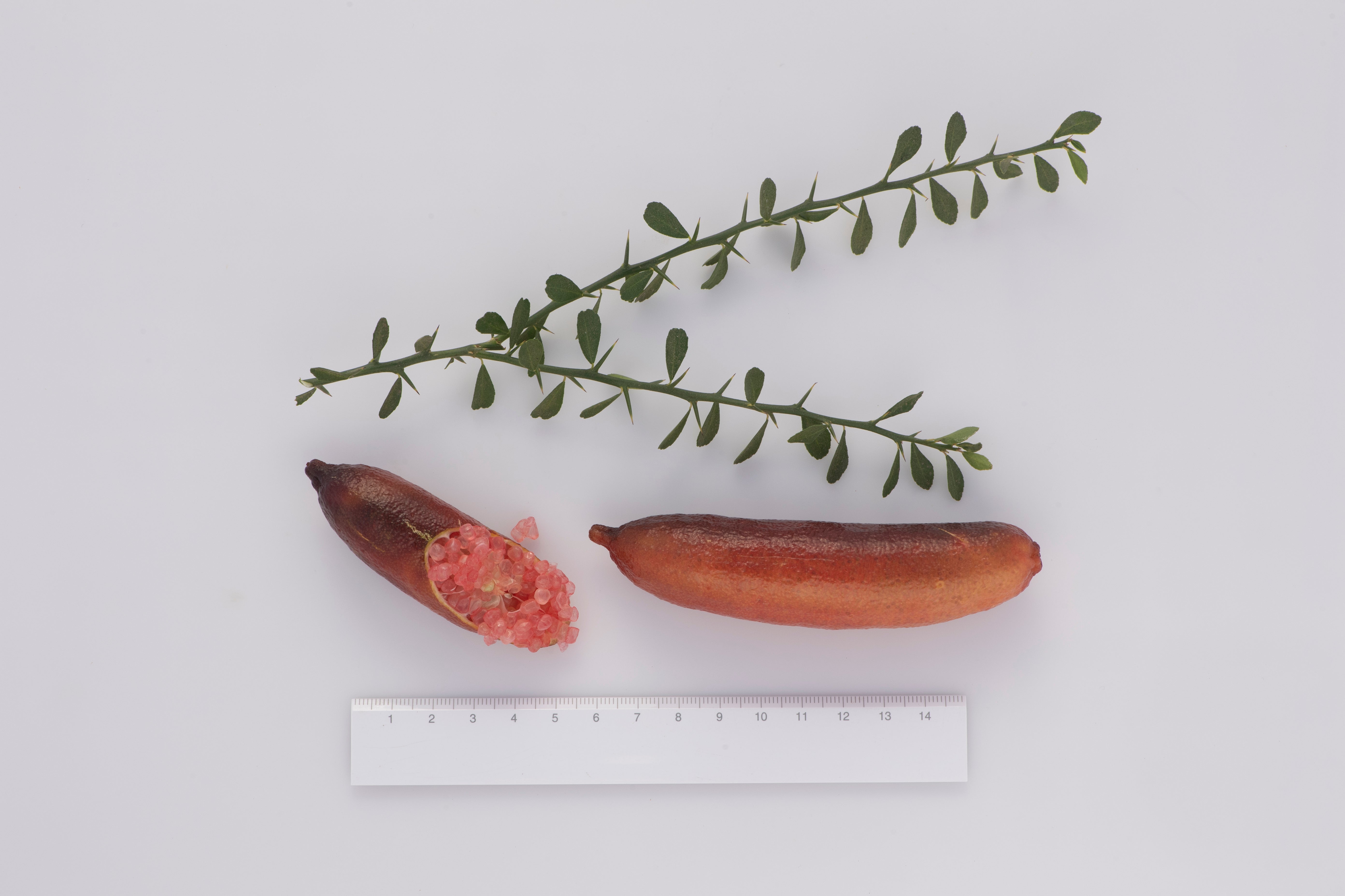 Porfirio P2014-175-01 002