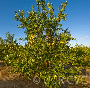 Limonero Fino Largo 95 lemon tree