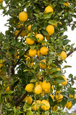 Limonero Fino Largo 95 lemon lemons in tree