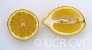 Limonero Fino Largo 95 lemon halves
