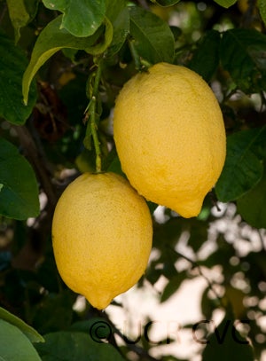 Limonero Fino 49 lemon