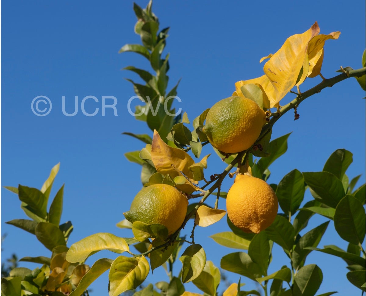 genova_eea_tucuman_lemon_crc_4250_003