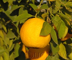 Goutoucheng sour orange CRC 4004 02