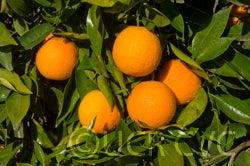 Grosse Ronde blood orange 