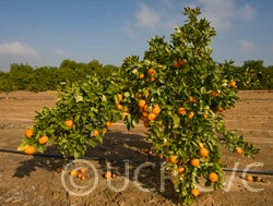 Hansen mandarin tree