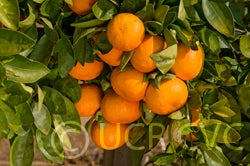 Hansen mandarin fruit