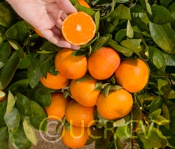 Hansen mandarin bundle
