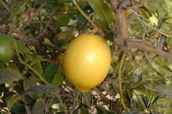 Hiawassie citron fruit