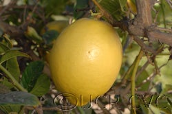 Hiawassie citron fruit on tree