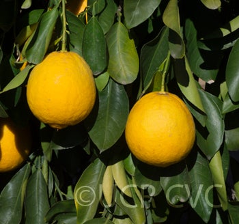 Ichang lemon (CRC 1215) crc1215003