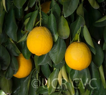 Ichang lemon (CRC 1215) crc1215004