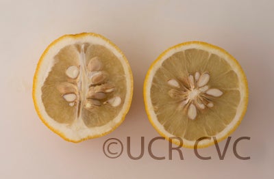 Ichang lemon (CRC 1215) crc1215005