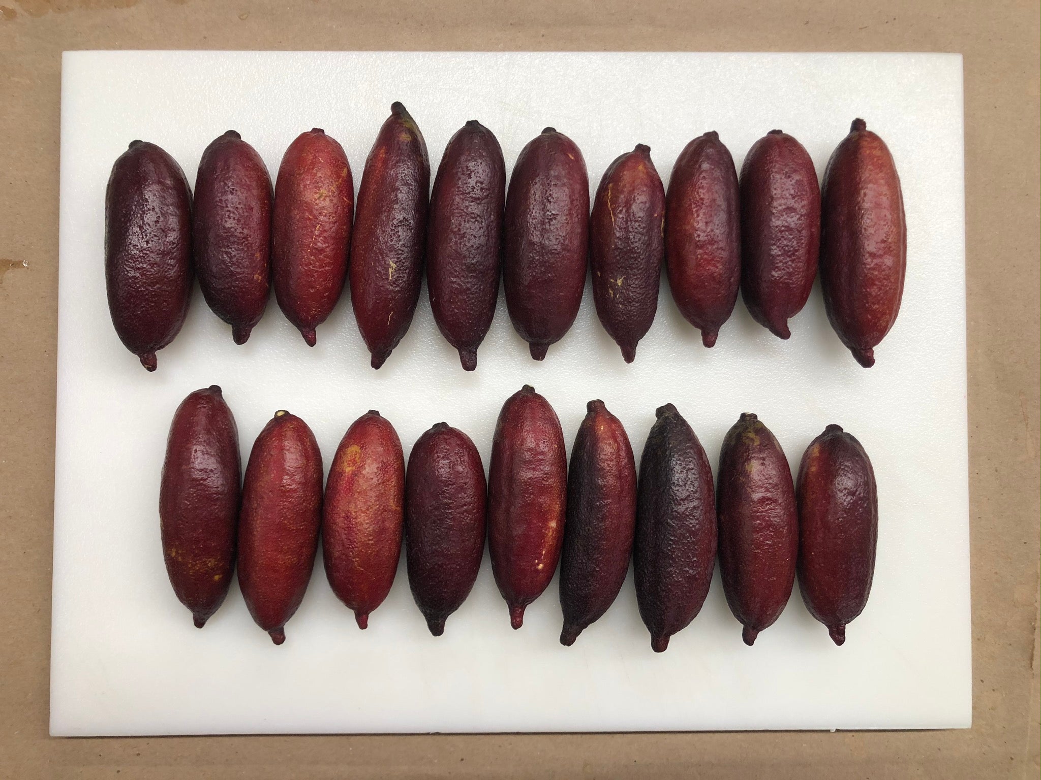 Dexter Rosefire P2014-175-42 004