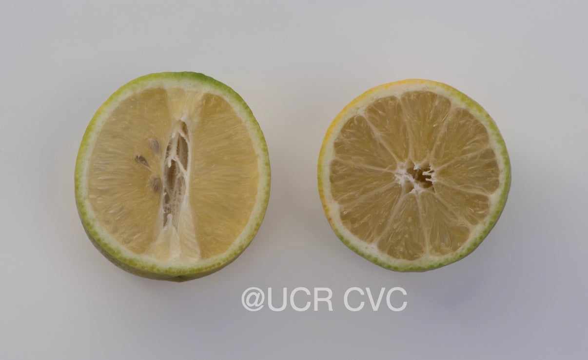 india_lemon_hybrid_crc_2323_006.jpg