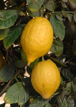 Indian citron hybrid CRC 138-A