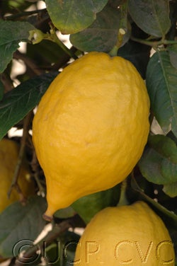 Indian citron hybrid CRC 138-A close up