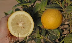 Indian citron hybrid (CRC 138-B)