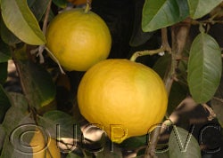 Indian citron hybrid (CRC 661)