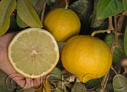 Indian citron hybrid (CRC 661) sliced open
