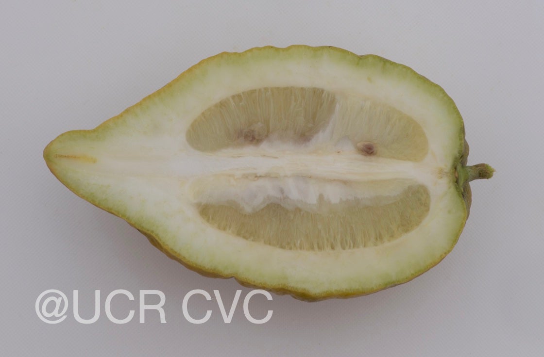 indian_citron_hybtid_crc_138a_003.jpg