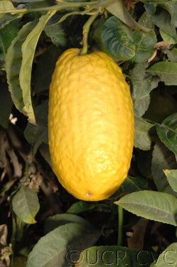 Italian citron fruit