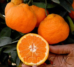 Iveriya Satsuma mandarin fruit sliced open on tree