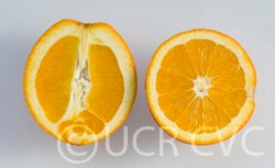 Johnson navel orange 006