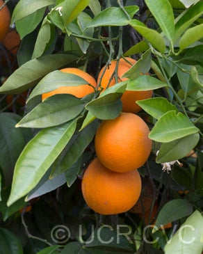 Joppa sweet orange 003