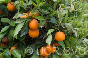 Joppa sweet orange 005