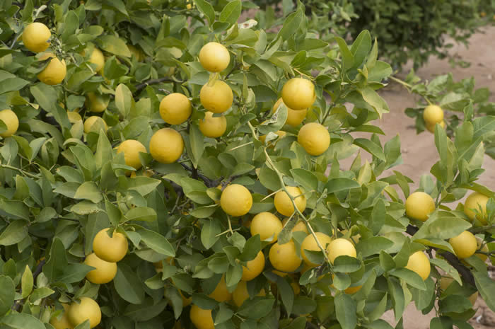 Jullunder Khatti rough lemon 002