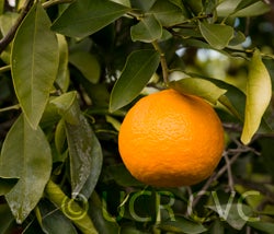 Kara mandarin 003