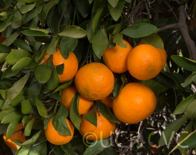 Kara mandarin 005