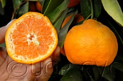 Kawano Wase Satsuma mandarin 4