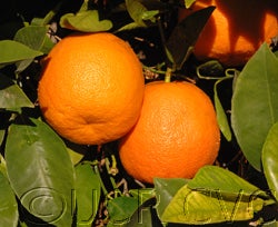 Keen sour orange 02