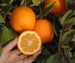 Keen sour orange 03