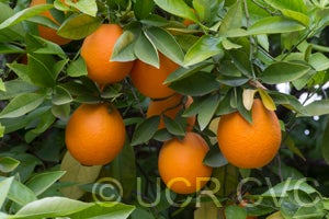 Khalily sweet orange 003